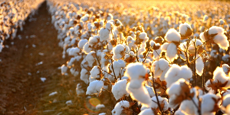 localizar regular Aplicando Ventajas de fabricar colchones con algodón orgánico — KHAMA